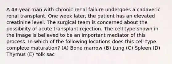 A 48-year-man with chronic renal failure undergoes a cadaveric renal transplant. One week later, the patient has an elevated creatinine level. The surgical team is concerned about the possibility of acute transplant rejection. The cell type shown in the image is believed to be an important mediator of this process. In which of the following locations does this cell type complete maturation? (A) Bone marrow (B) Lung (C) Spleen (D) Thymus (E) Yolk sac