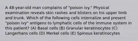 A 48-year-old man complains of "poison ivy." Physical examination reveals skin rashes and blisters on his upper limb and trunk. Which of the following cells internalize and present "poison ivy" antigens to lymphatic cells of the immune system in this patient? (A) Basal cells (B) Granular keratinocytes (C) Langerhans cells (D) Merkel cells (E) Spinous keratinocytes