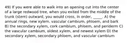 49) If you were able to walk into an opening cut into the center of a large redwood tree, when you exited from the middle of the trunk (stem) outward, you would cross, in order, _____. A) the annual rings, new xylem, vascular cambium, phloem, and bark B) the secondary xylem, cork cambium, phloem, and periderm C) the vascular cambium, oldest xylem, and newest xylem D) the secondary xylem, secondary phloem, and vascular cambium