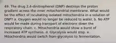 49. The drug 2,4-dinitrophenol (DNP) destroys the proton gradient across the inner mitochondrial membrane. What would be the effect of incubating isolated mitochondria in a solution of DNP? a. Oxygen would no longer be reduced to water. b. No ATP would be made during transport of electrons down the respiratory chain. c. Mitochondria would show a burst of increased ATP synthesis. d. Glycolysis would stop. e. Mitochondria would switch from glycolysis to fermentation.