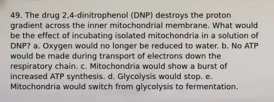 49. The drug 2,4-dinitrophenol (DNP) destroys the proton gradient across the inner mitochondrial membrane. What would be the effect of incubating isolated mitochondria in a solution of DNP? a. Oxygen would no longer be reduced to water. b. No ATP would be made during transport of electrons down the respiratory chain. c. Mitochondria would show a burst of increased ATP synthesis. d. Glycolysis would stop. e. Mitochondria would switch from glycolysis to fermentation.