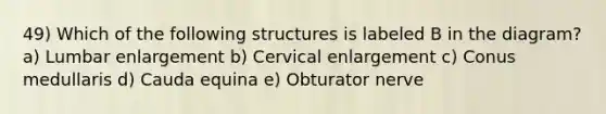 49) Which of the following structures is labeled B in the diagram? a) Lumbar enlargement b) Cervical enlargement c) Conus medullaris d) Cauda equina e) Obturator nerve