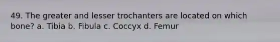 49. The greater and lesser trochanters are located on which bone? a. Tibia b. Fibula c. Coccyx d. Femur