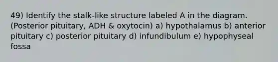 49) Identify the stalk-like structure labeled A in the diagram. (Posterior pituitary, ADH & oxytocin) a) hypothalamus b) anterior pituitary c) posterior pituitary d) infundibulum e) hypophyseal fossa