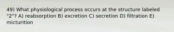 49) What physiological process occurs at the structure labeled "2"? A) reabsorption B) excretion C) secretion D) filtration E) micturition