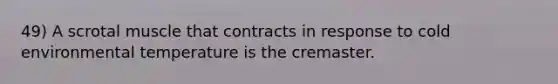49) A scrotal muscle that contracts in response to cold environmental temperature is the cremaster.