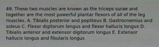 49. These two muscles are known as the triceps surae and together are the most powerful plantar flexors of all of the leg muscles. A. Tibialis posterior and popliteus B. Gastrocnemius and soleus C. Flexor digitorum longus and flexor hallucis longus D. Tibialis anterior and extensor digitorum longus E. Extensor hallucis longus and fibularis longus