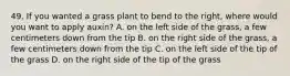 49. If you wanted a grass plant to bend to the right, where would you want to apply auxin? A. on the left side of the grass, a few centimeters down from the tip B. on the right side of the grass, a few centimeters down from the tip C. on the left side of the tip of the grass D. on the right side of the tip of the grass