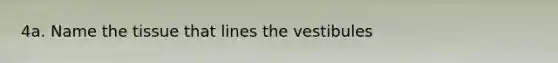 4a. Name the tissue that lines the vestibules