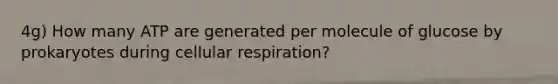 4g) How many ATP are generated per molecule of glucose by prokaryotes during <a href='https://www.questionai.com/knowledge/k1IqNYBAJw-cellular-respiration' class='anchor-knowledge'>cellular respiration</a>?