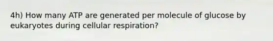 4h) How many ATP are generated per molecule of glucose by eukaryotes during cellular respiration?