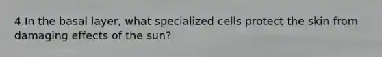 4.In the basal layer, what specialized cells protect the skin from damaging effects of the sun?