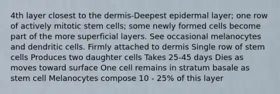 4th layer closest to the dermis-Deepest epidermal layer; one row of actively mitotic stem cells; some newly formed cells become part of the more superficial layers. See occasional melanocytes and dendritic cells. Firmly attached to dermis Single row of stem cells Produces two daughter cells Takes 25-45 days Dies as moves toward surface One cell remains in stratum basale as stem cell Melanocytes compose 10 - 25% of this layer