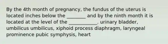 By the 4th month of pregnancy, the fundus of the uterus is located inches below the ________ and by the ninth month it is located at the level of the ____________. <a href='https://www.questionai.com/knowledge/kb9SdfFdD9-urinary-bladder' class='anchor-knowledge'>urinary bladder</a>, umbilicus umbilicus, xiphoid process diaphragm, laryngeal prominence pubic symphysis, heart