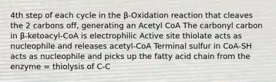 4th step of each cycle in the β-Oxidation reaction that cleaves the 2 carbons off, generating an Acetyl CoA The carbonyl carbon in β-ketoacyl-CoA is electrophilic Active site thiolate acts as nucleophile and releases acetyl-CoA Terminal sulfur in CoA-SH acts as nucleophile and picks up the fatty acid chain from the enzyme = thiolysis of C-C