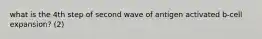 what is the 4th step of second wave of antigen activated b-cell expansion? (2)