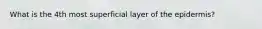 What is the 4th most superficial layer of the epidermis?