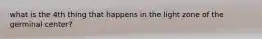 what is the 4th thing that happens in the light zone of the germinal center?