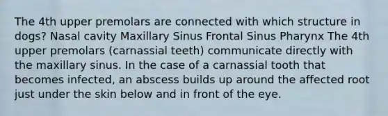 The 4th upper premolars are connected with which structure in dogs? Nasal cavity Maxillary Sinus Frontal Sinus Pharynx The 4th upper premolars (carnassial teeth) communicate directly with the maxillary sinus. In the case of a carnassial tooth that becomes infected, an abscess builds up around the affected root just under the skin below and in front of the eye.