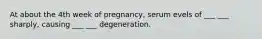 At about the 4th week of pregnancy, serum evels of ___ ___ sharply, causing ___ ___ degeneration.