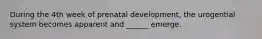 During the 4th week of prenatal development, the urogential system becomes apparent and ______ emerge.