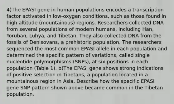 4)The EPASI gene in human populations encodes a transcription factor activated in low-oxygen conditions, such as those found in high altitude (mountainous) regions. Researchers collected DNA from several populations of modern humans, including Han, Yoruban, Luhya, and Tibetan. They also collected DNA from the fossils of Denisovans, a prehistoric population. The researchers sequenced the most common EPASI allele in each population and determined the specific pattern of variations, called single nucleotide polymorphisms (SNPs), at six positions in each population (Table 1). b)The EPASI gene shows strong indications of positive selection in Tibetans, a population located in a mountainous region in Asia. Describe how the specific EPASI gene SNP pattern shown above became common in the Tibetan population.