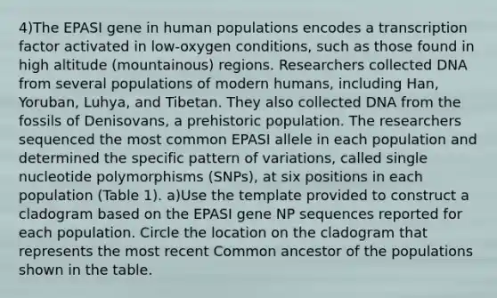 4)The EPASI gene in human populations encodes a transcription factor activated in low-oxygen conditions, such as those found in high altitude (mountainous) regions. Researchers collected DNA from several populations of modern humans, including Han, Yoruban, Luhya, and Tibetan. They also collected DNA from the fossils of Denisovans, a prehistoric population. The researchers sequenced the most common EPASI allele in each population and determined the specific pattern of variations, called single nucleotide polymorphisms (SNPs), at six positions in each population (Table 1). a)Use the template provided to construct a cladogram based on the EPASI gene NP sequences reported for each population. Circle the location on the cladogram that represents the most recent Common ancestor of the populations shown in the table.