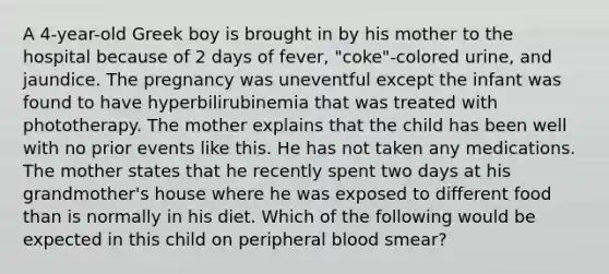 A 4-year-old Greek boy is brought in by his mother to the hospital because of 2 days of fever, "coke"-colored urine, and jaundice. The pregnancy was uneventful except the infant was found to have hyperbilirubinemia that was treated with phototherapy. The mother explains that the child has been well with no prior events like this. He has not taken any medications. The mother states that he recently spent two days at his grandmother's house where he was exposed to different food than is normally in his diet. Which of the following would be expected in this child on peripheral blood smear?