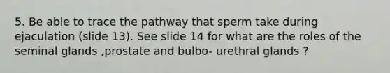 5. Be able to trace the pathway that sperm take during ejaculation (slide 13). See slide 14 for what are the roles of the seminal glands ,prostate and bulbo- urethral glands ?