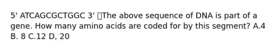 5' ATCAGCGCTGGC 3' The above sequence of DNA is part of a gene. How many amino acids are coded for by this segment? A.4 B. 8 C.12 D, 20