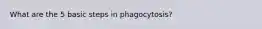 What are the 5 basic steps in phagocytosis?