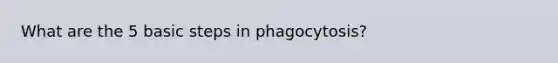 What are the 5 basic steps in phagocytosis?