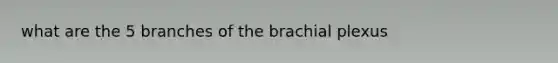 what are the 5 branches of the brachial plexus