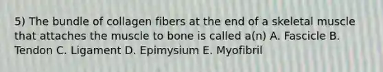 5) The bundle of collagen fibers at the end of a skeletal muscle that attaches the muscle to bone is called a(n) A. Fascicle B. Tendon C. Ligament D. Epimysium E. Myofibril