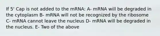 If 5' Cap is not added to the mRNA: A- mRNA will be degraded in the cytoplasm B- mRNA will not be recognized by the ribosome C- mRNA cannot leave the nucleus D- mRNA will be degraded in the nucleus. E- Two of the above