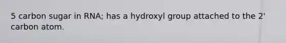 5 carbon sugar in RNA; has a hydroxyl group attached to the 2' carbon atom.