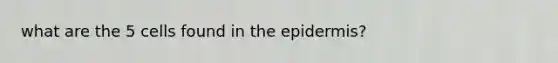 what are the 5 cells found in the epidermis?