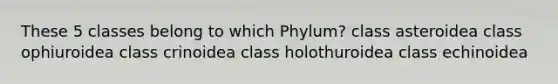 These 5 classes belong to which Phylum? class asteroidea class ophiuroidea class crinoidea class holothuroidea class echinoidea