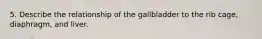 5. Describe the relationship of the gallbladder to the rib cage, diaphragm, and liver.