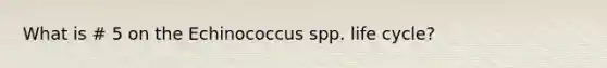 What is # 5 on the Echinococcus spp. life cycle?