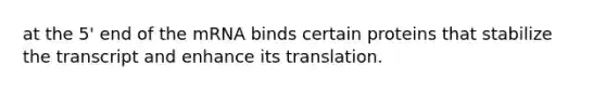 at the 5' end of the mRNA binds certain proteins that stabilize the transcript and enhance its translation.