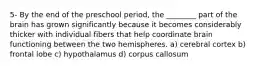 5- By the end of the preschool period, the ________ part of the brain has grown significantly because it becomes considerably thicker with individual fibers that help coordinate brain functioning between the two hemispheres. a) cerebral cortex b) frontal lobe c) hypothalamus d) corpus callosum