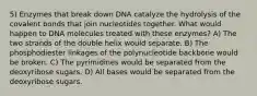 5) Enzymes that break down DNA catalyze the hydrolysis of the covalent bonds that join nucleotides together. What would happen to DNA molecules treated with these enzymes? A) The two strands of the double helix would separate. B) The phosphodiester linkages of the polynucleotide backbone would be broken. C) The pyrimidines would be separated from the deoxyribose sugars. D) All bases would be separated from the deoxyribose sugars.