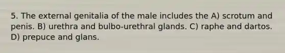 5. The external genitalia of the male includes the A) scrotum and penis. B) urethra and bulbo-urethral glands. C) raphe and dartos. D) prepuce and glans.