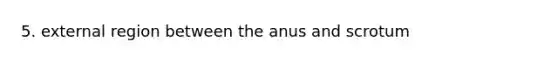 5. external region between the anus and scrotum