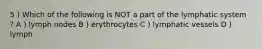 5 ) Which of the following is NOT a part of the lymphatic system ? A ) lymph nodes B ) erythrocytes C ) lymphatic vessels D ) lymph