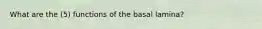 What are the (5) functions of the basal lamina?