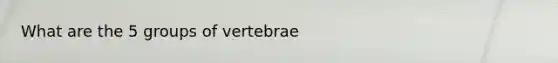 What are the 5 groups of vertebrae