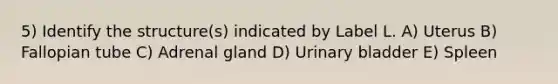 5) Identify the structure(s) indicated by Label L. A) Uterus B) Fallopian tube C) Adrenal gland D) Urinary bladder E) Spleen