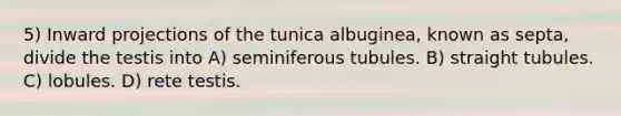 5) Inward projections of the tunica albuginea, known as septa, divide the testis into A) seminiferous tubules. B) straight tubules. C) lobules. D) rete testis.